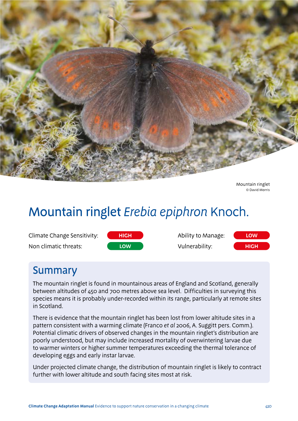 Mountain Ringlet Erebia Epiphron Knoch