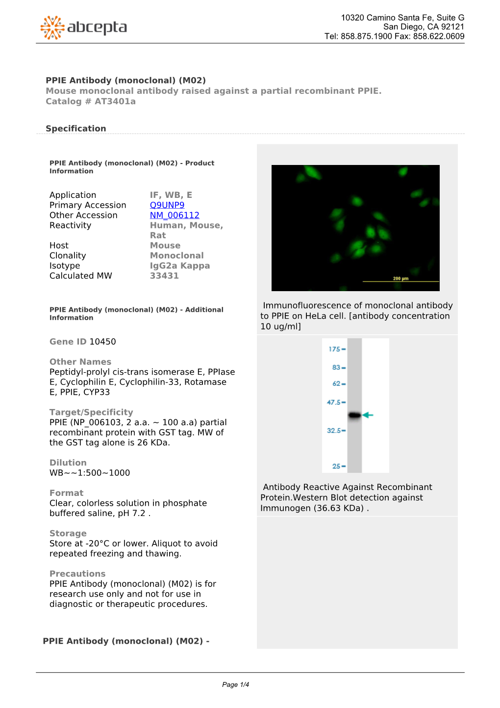 PPIE Antibody (Monoclonal) (M02) Mouse Monoclonal Antibody Raised Against a Partial Recombinant PPIE