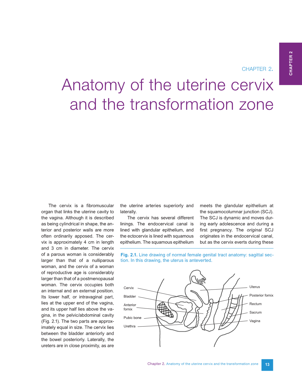 Anatomy of the Uterine Cervix and the Transformation Zone CHAPTER 1 CHAPTER