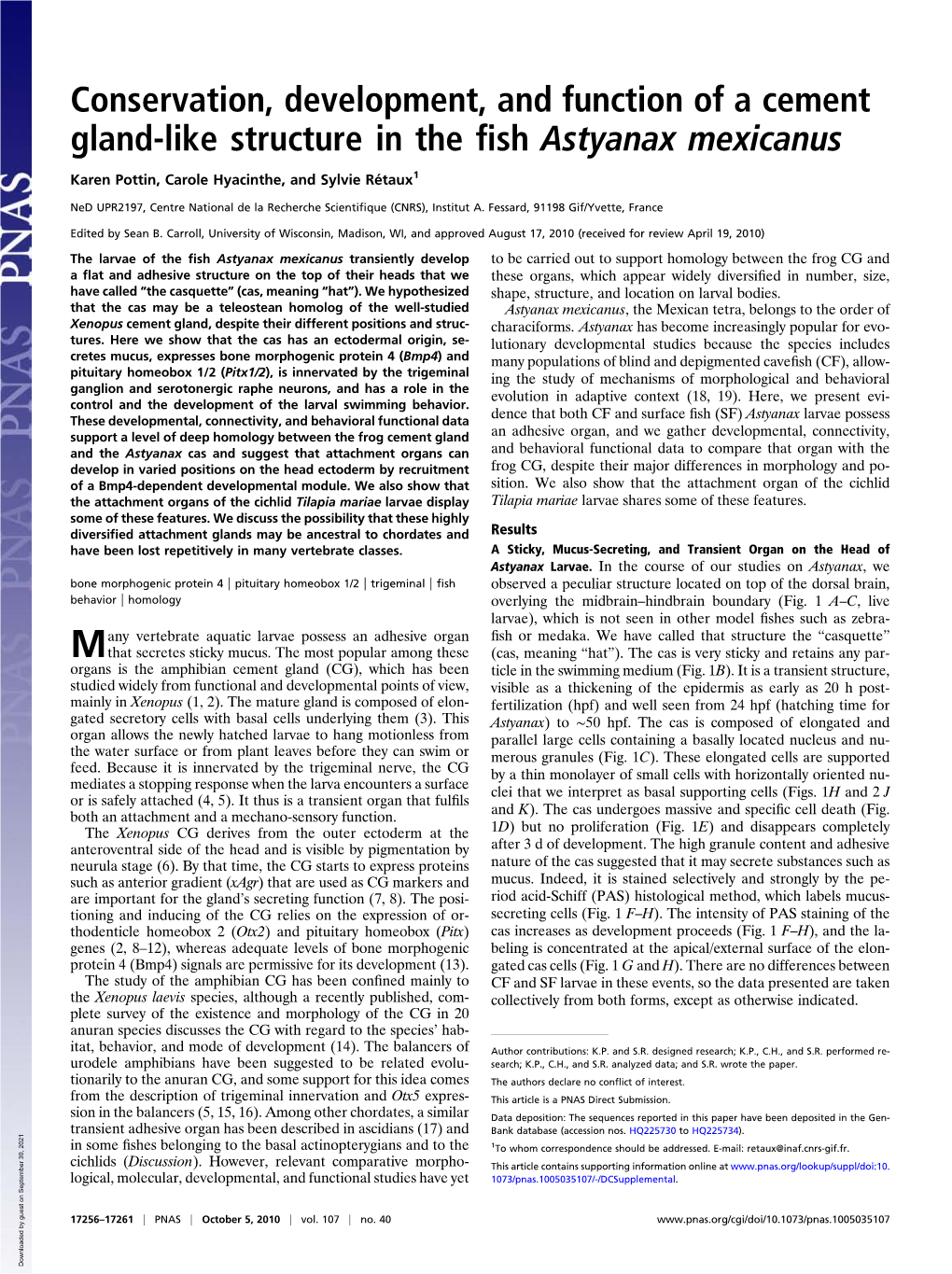 Conservation, Development, and Function of a Cement Gland-Like Structure in the ﬁsh Astyanax Mexicanus