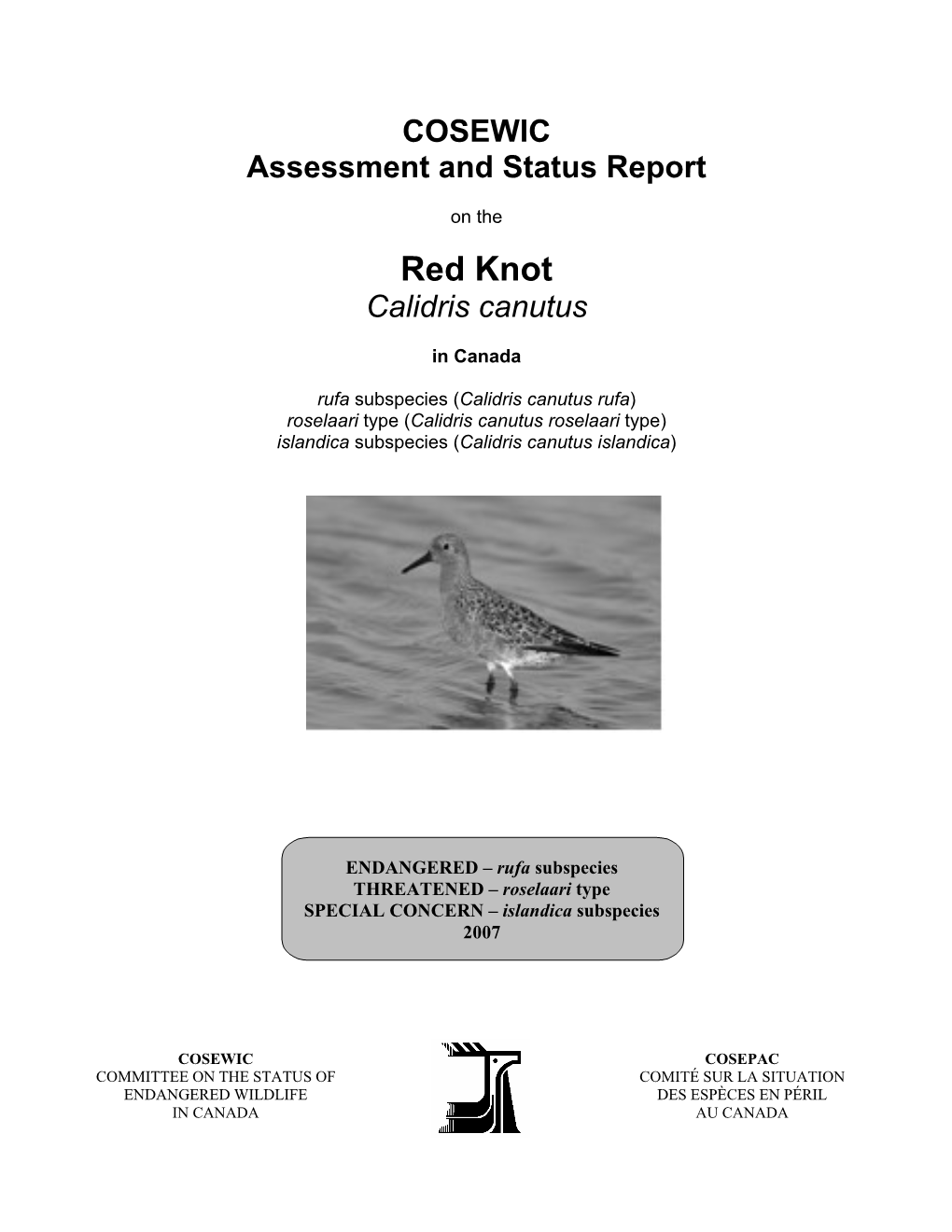 Calidris Canutus