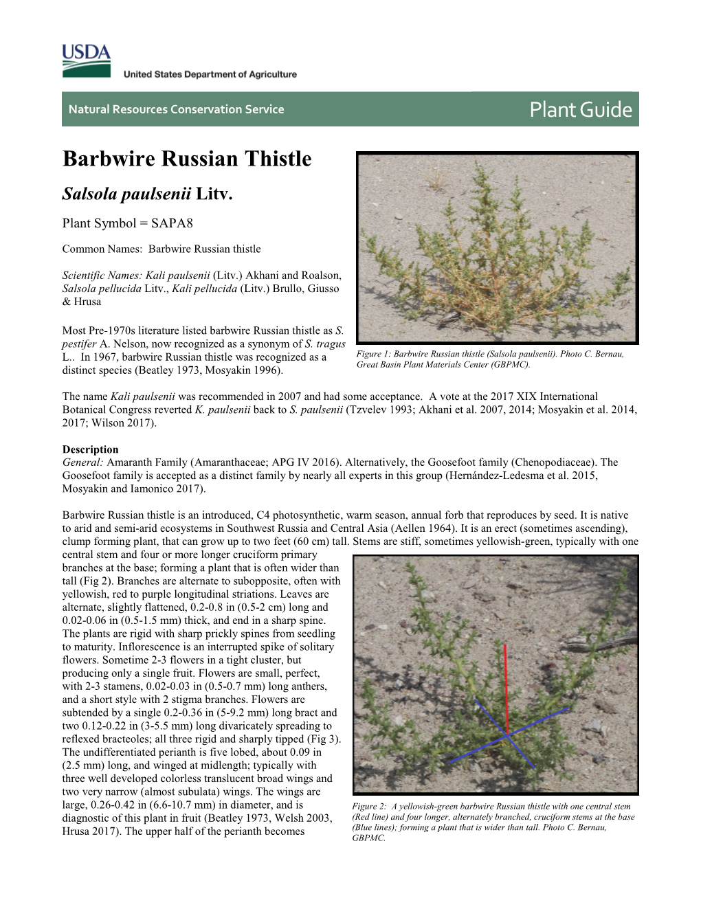 Barbwire Russian Thistle