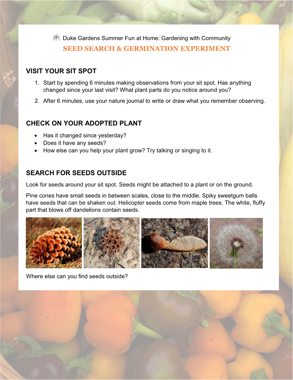 Seed Search & Germination Experiment