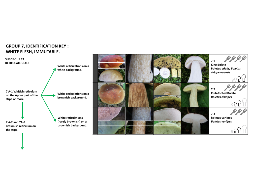 Group 7, Identification Key : White Flesh, Immutable