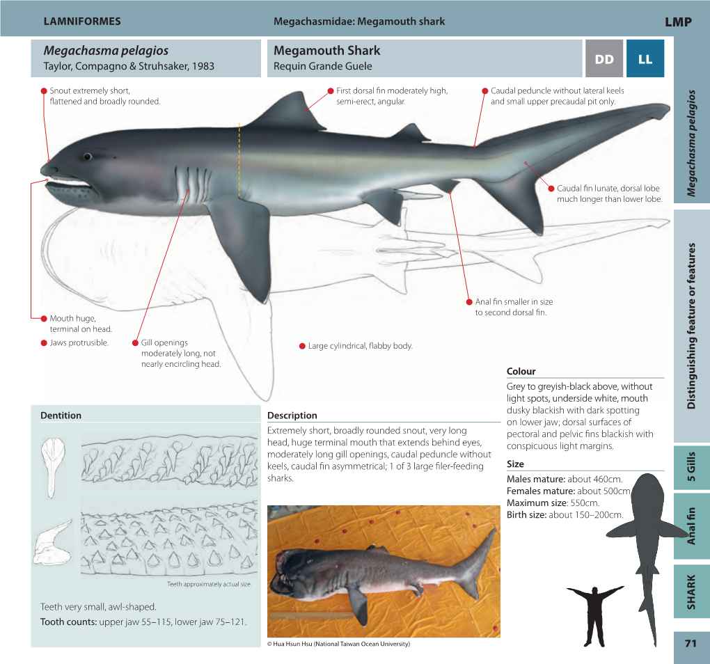 LL DD LMP Megamouth Shark Megachasma Pelagios