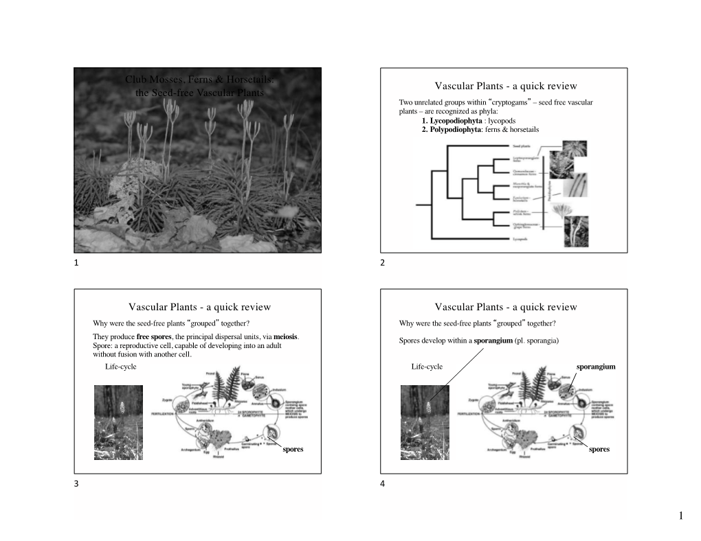 Club Mosses, Ferns & Horsetails: the Seed-Free Vascular Plants Vascular Plants