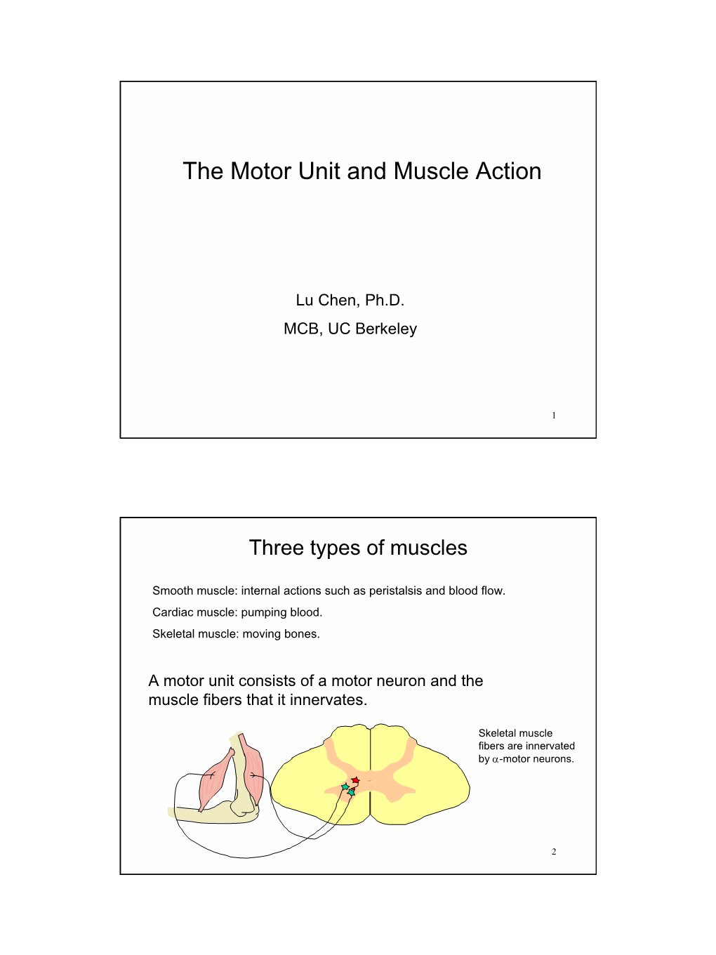 The Motor Unit and Muscle Action