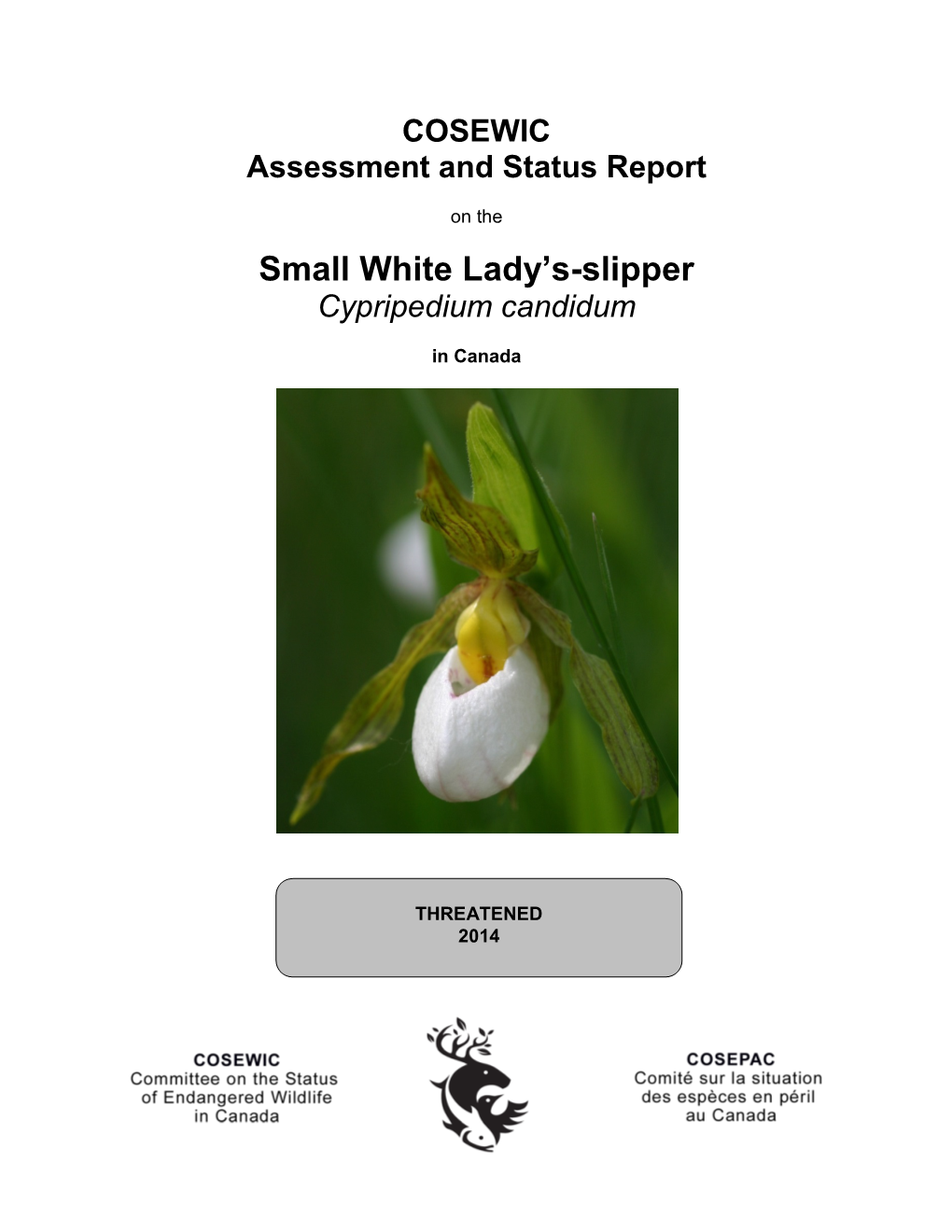 Small White Lady's-Slipper,Cypripedium Candidum