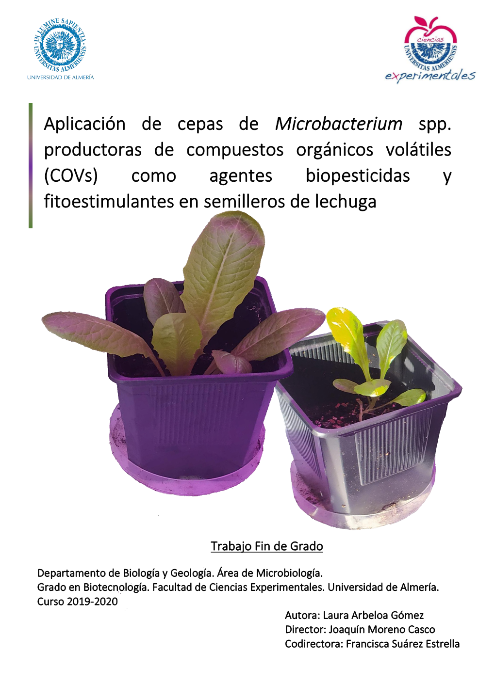 Aplicación De Cepas De Microbacterium Spp. Productoras De