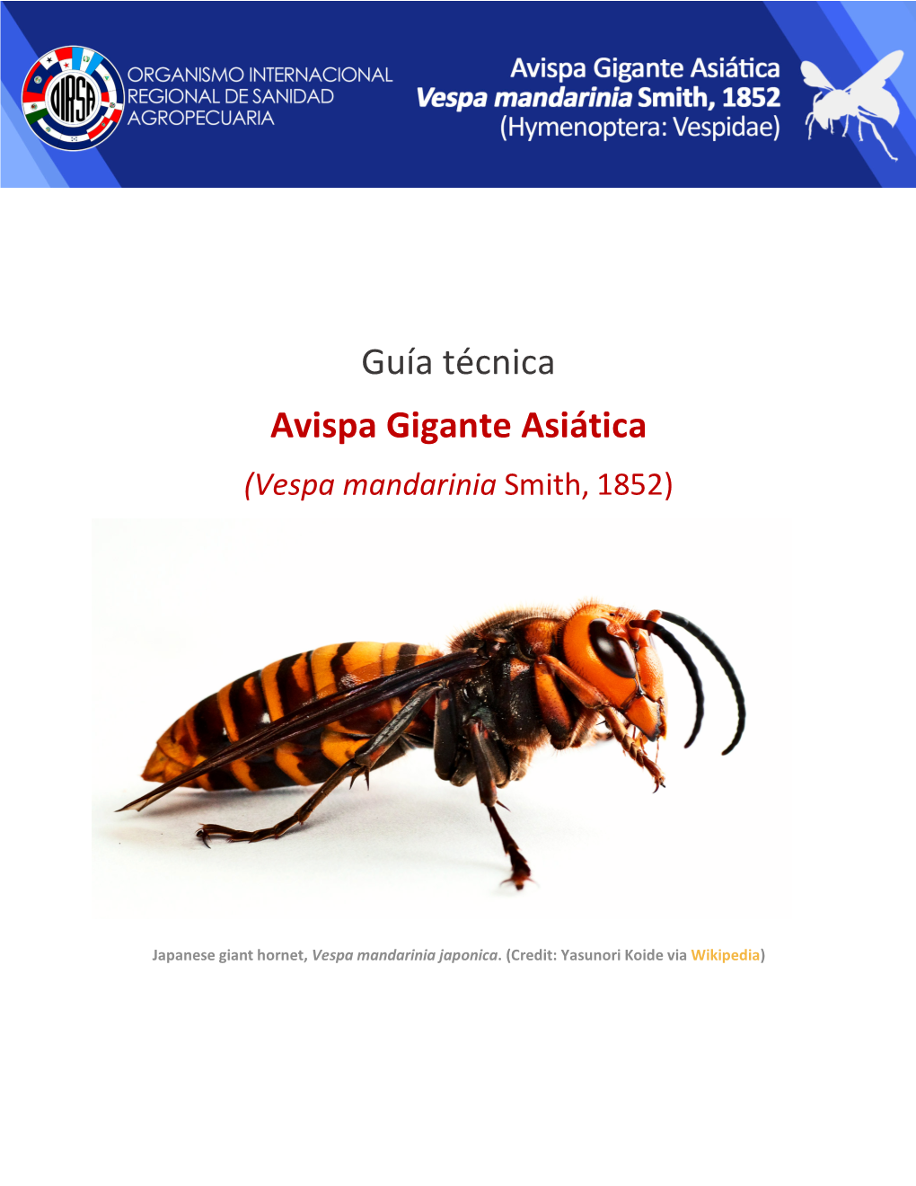 Avispa Gigante Asiática (Vespa Mandarinia Smith, 1852)