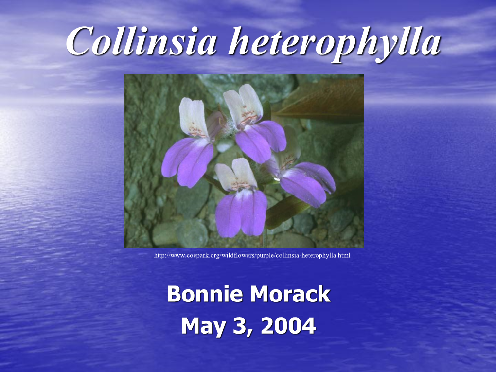 Collinsia Heterophylla