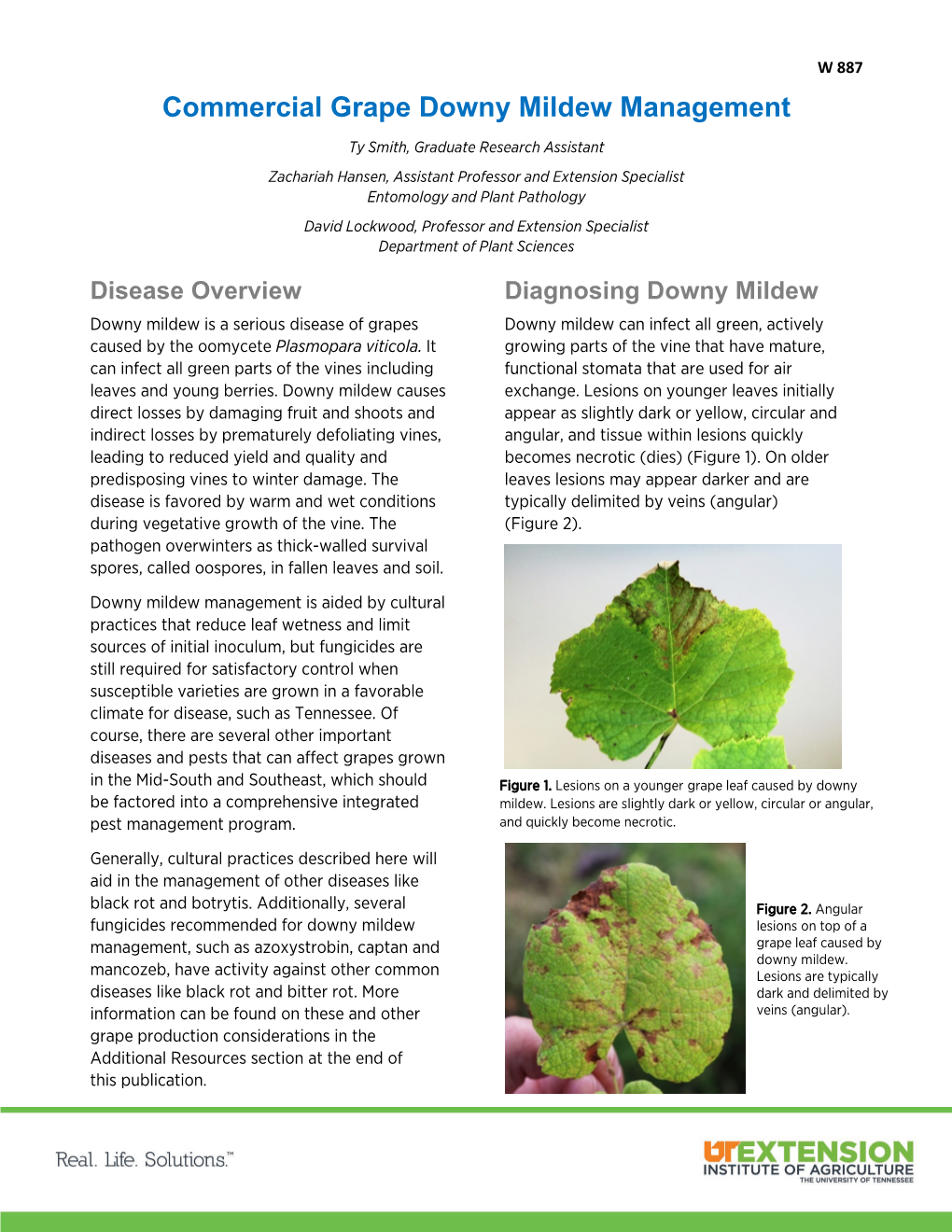 Commercial Grape Downy Mildew Management W