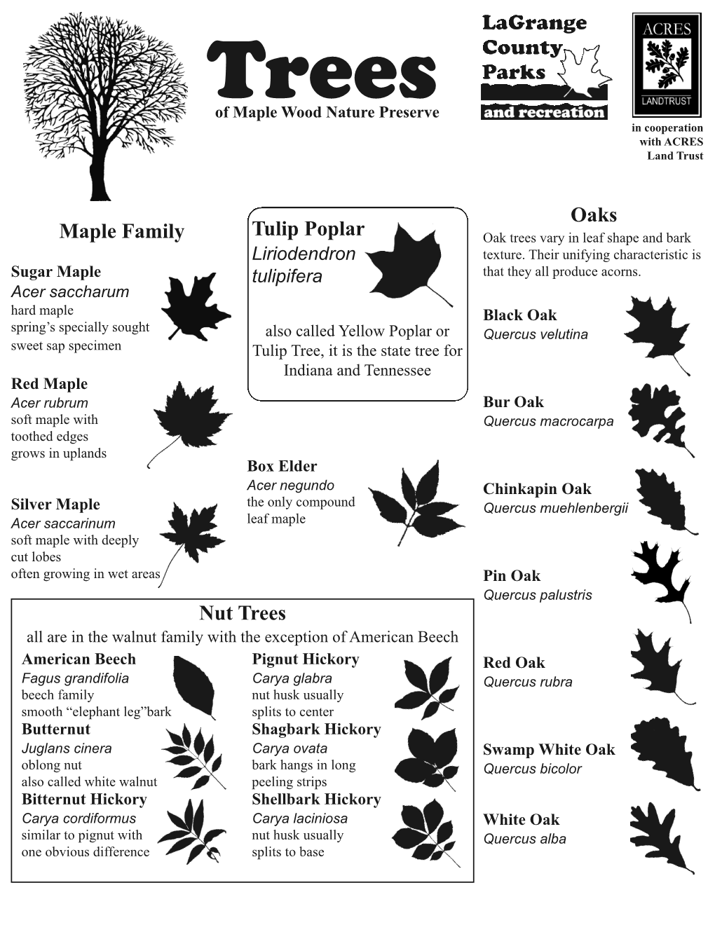 Maple Family Nut Trees Oaks Tulip Poplar