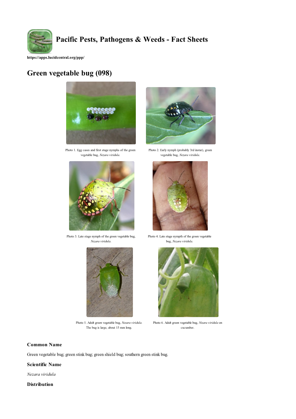 Green Vegetable Bug (098)