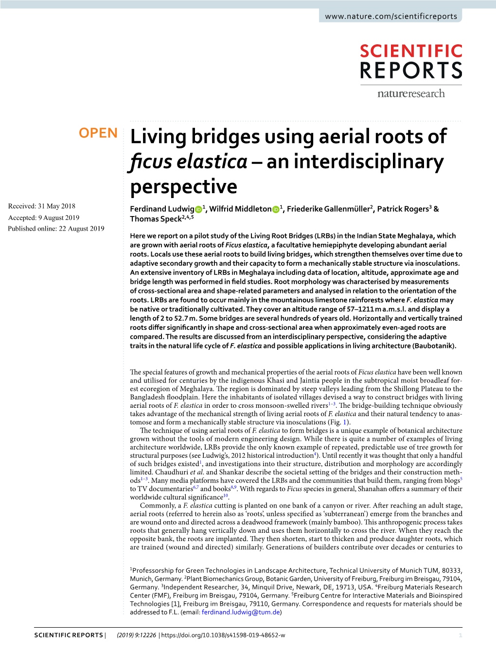 Living Bridges Using Aerial Roots of Ficus Elastica
