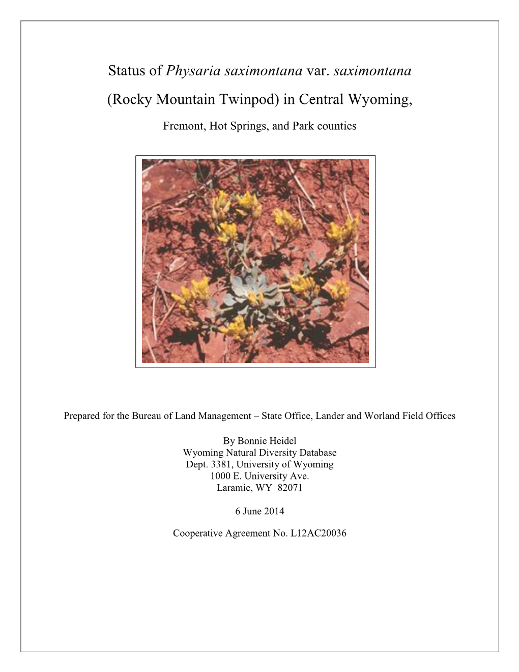 Status of Physaria Saximontana Var. Saximontana (Rocky Mountain Twinpod) in Central Wyoming