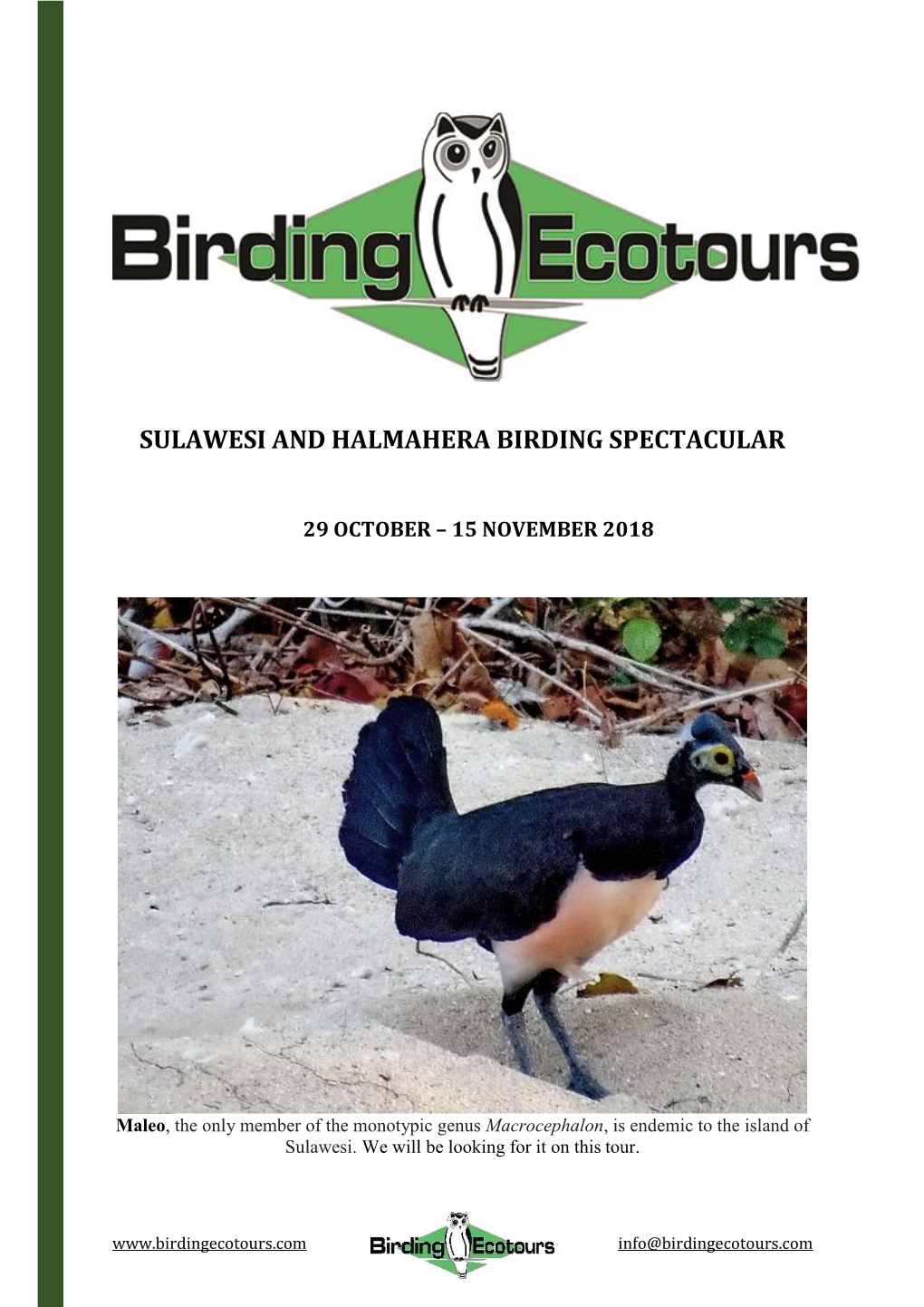 Sulawesi and Halmahera Birding Spectacular