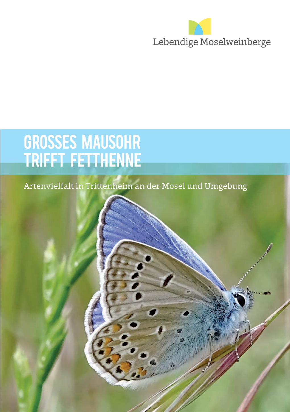 Grosses Mausohr Trifft Fetthenne