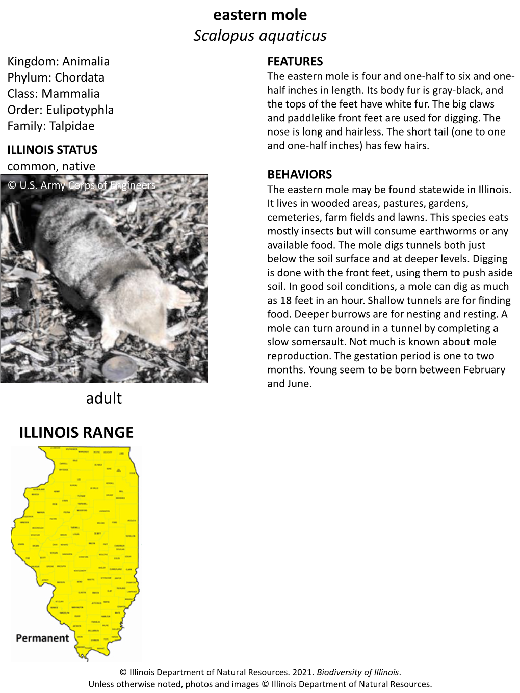 Eastern Mole Scalopus Aquaticus Adult ILLINOIS RANGE