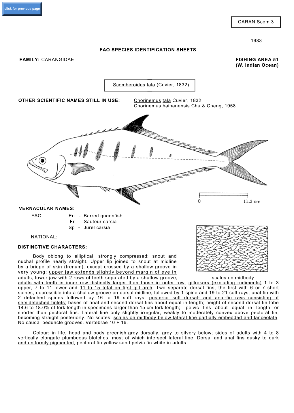 Scomberoides Tala (Cuvier, 1832)