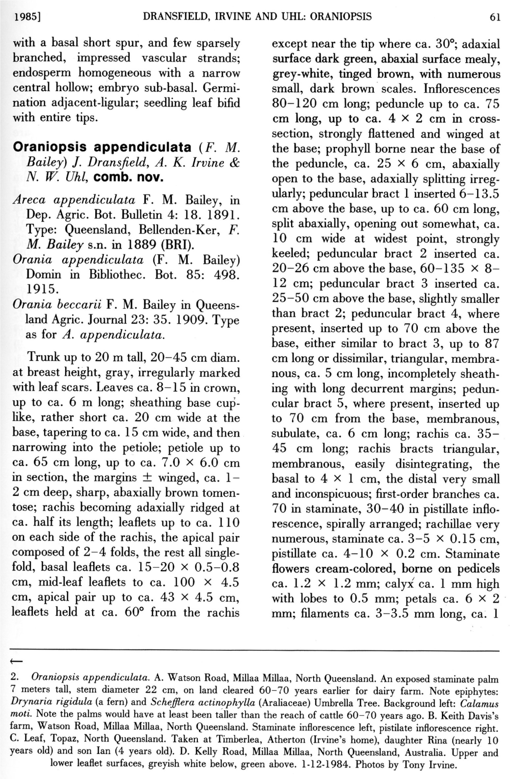 Oraniopsis Appendiculata (F. M. Bailey) ]. Dransfield, A. K. Irvine