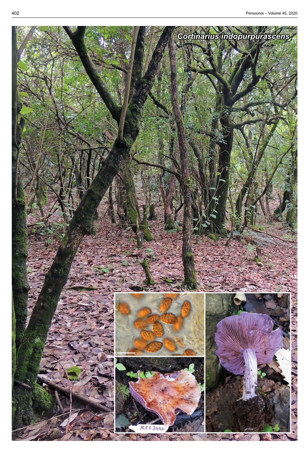 Cortinarius Indopurpurascens Fungal Planet Description Sheets 403