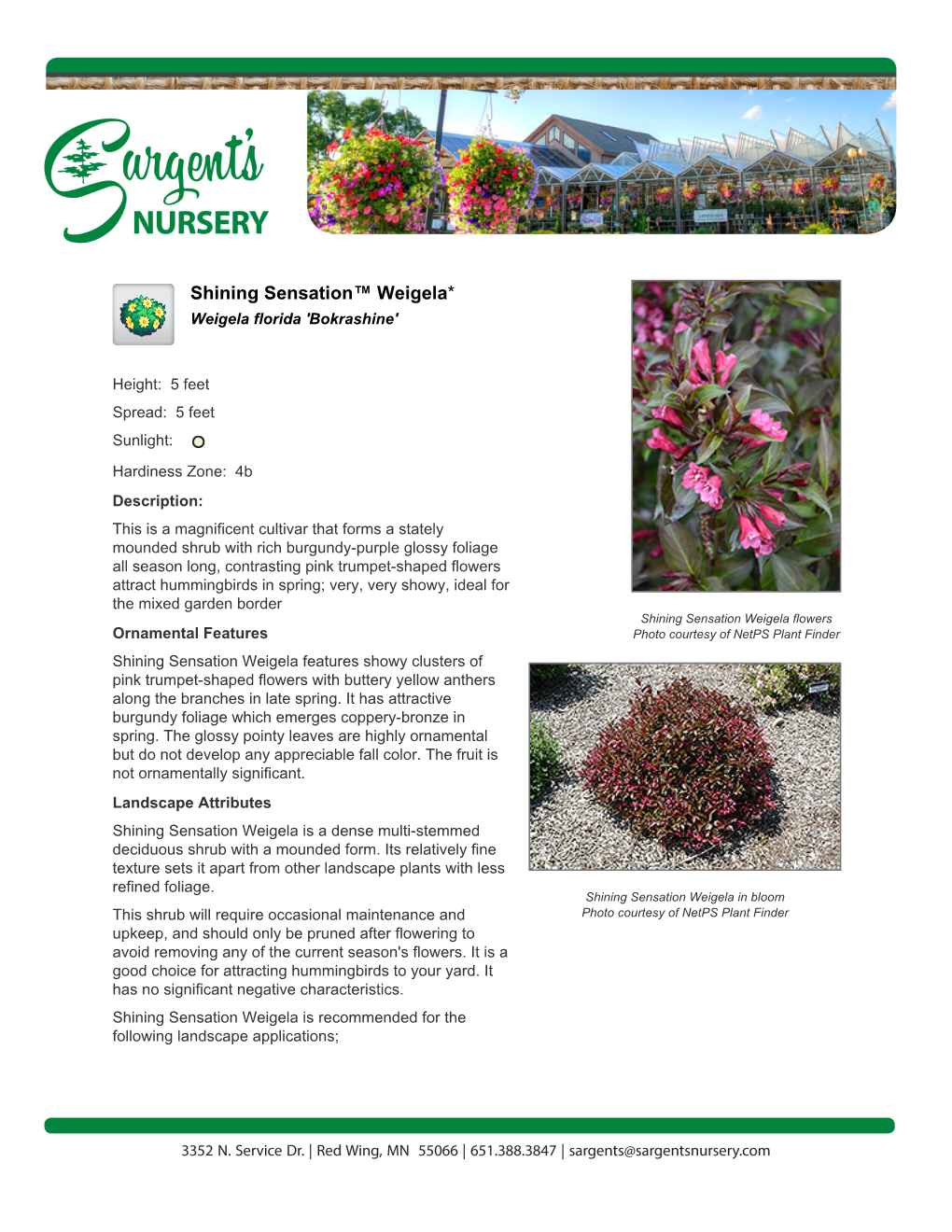 Sargent's Nursery Shining Sensation Weigela