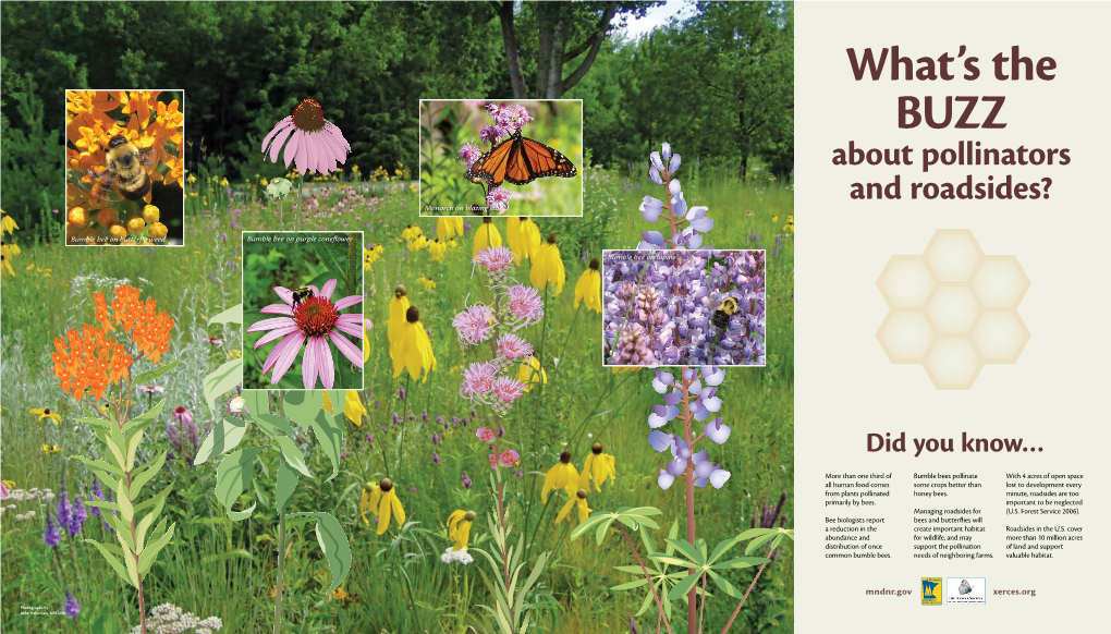 Managing Roadsides for Bees and Butterflies