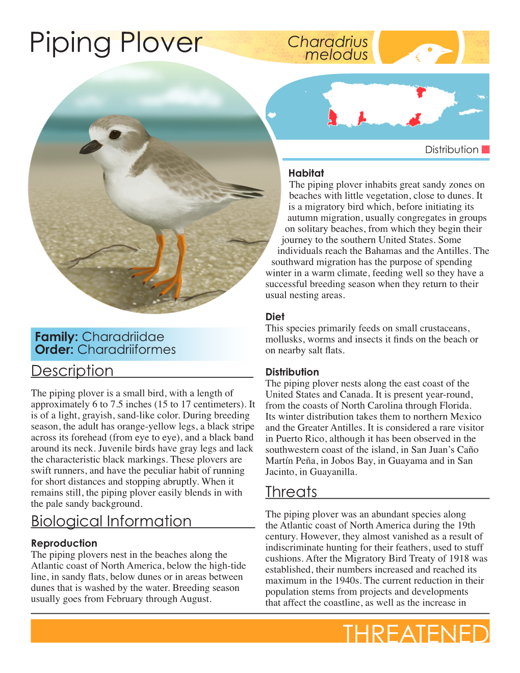 Piping Plover Melodus