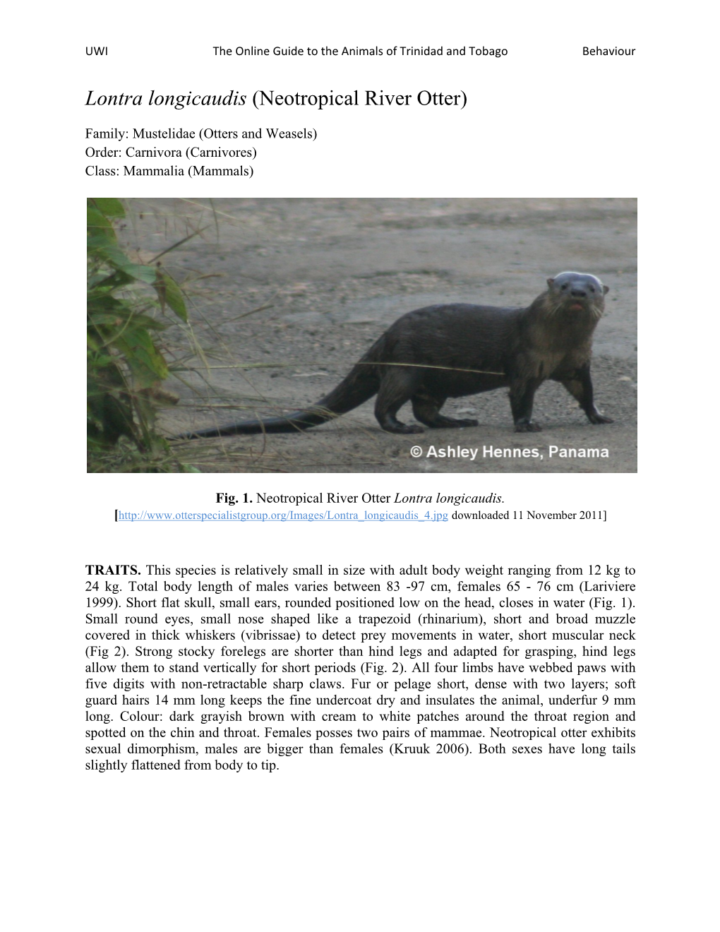 Lontra Longicaudis (Neotropical River Otter)