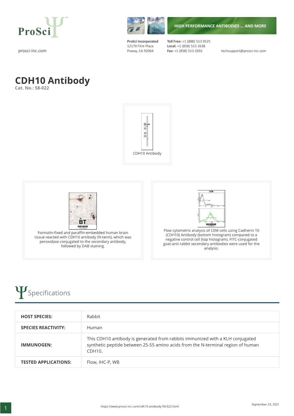 CDH10 Antibody Cat