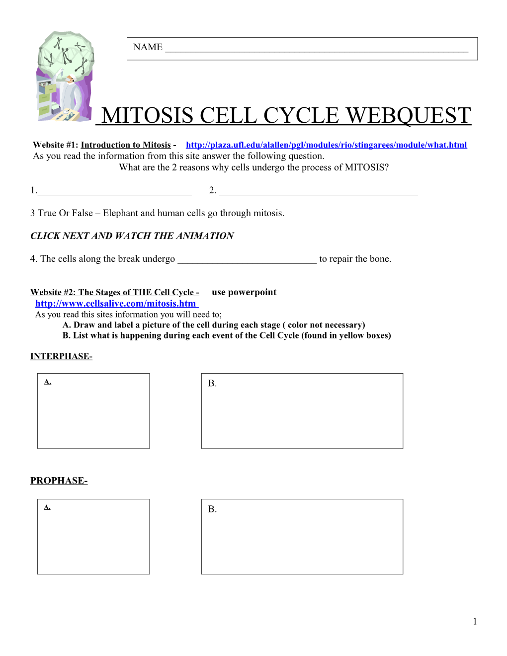 Cell Cycle Webquest