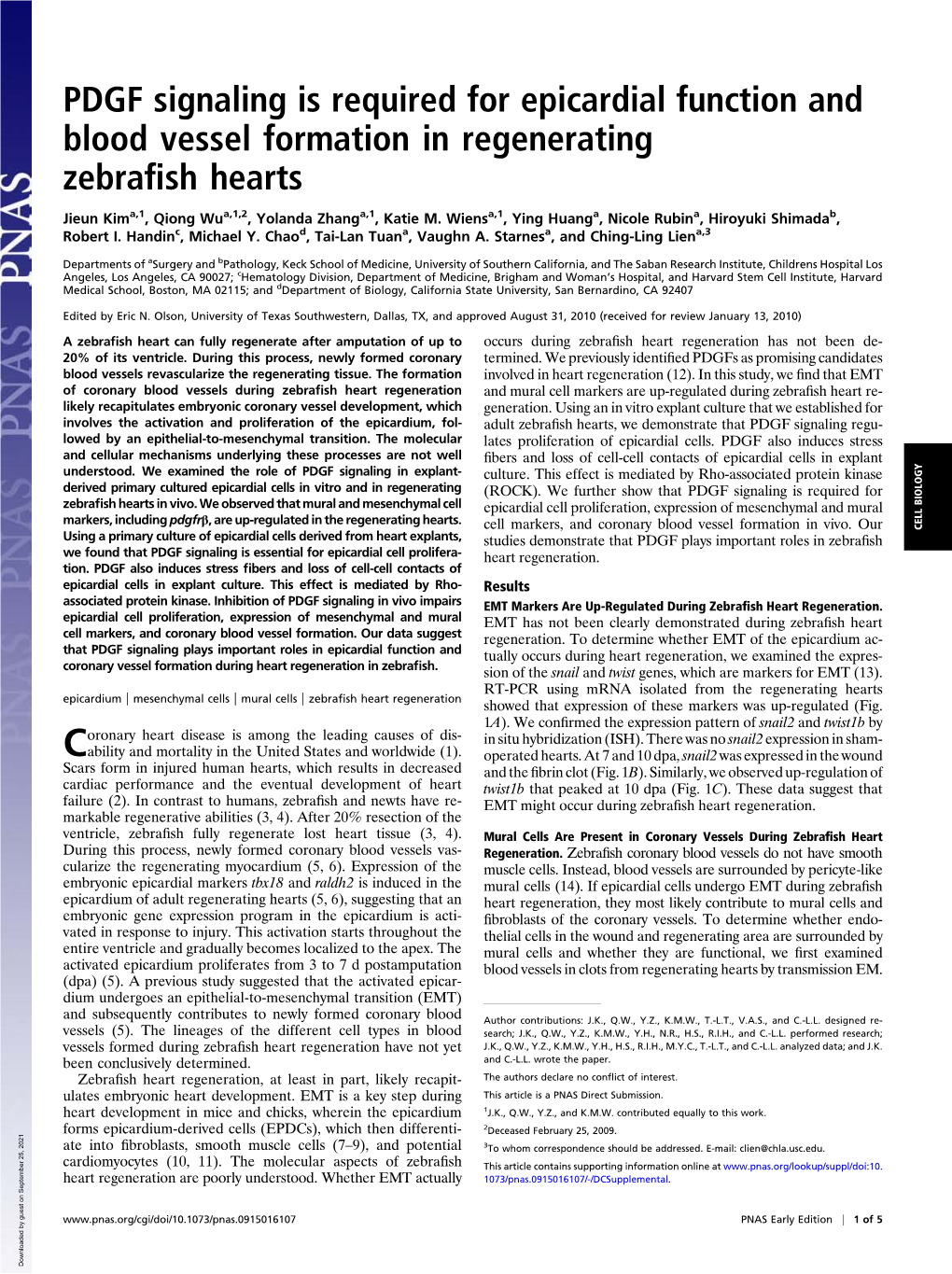 PDGF Signaling Is Required for Epicardial Function and Blood Vessel Formation in Regenerating Zebraﬁsh Hearts