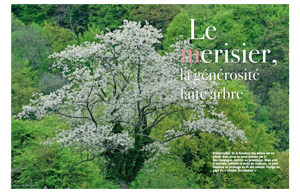 S'émerveiller De La Floraison Des Arbres Est Un Plaisir Dont Nous Ne