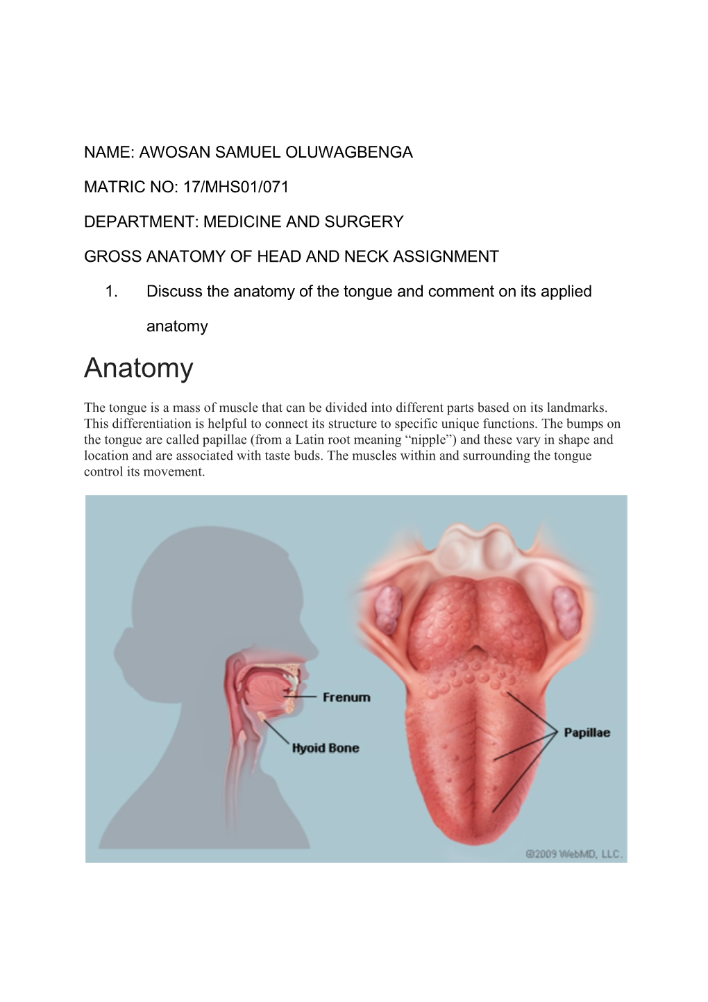Anatomy of Head and Neck Assignment