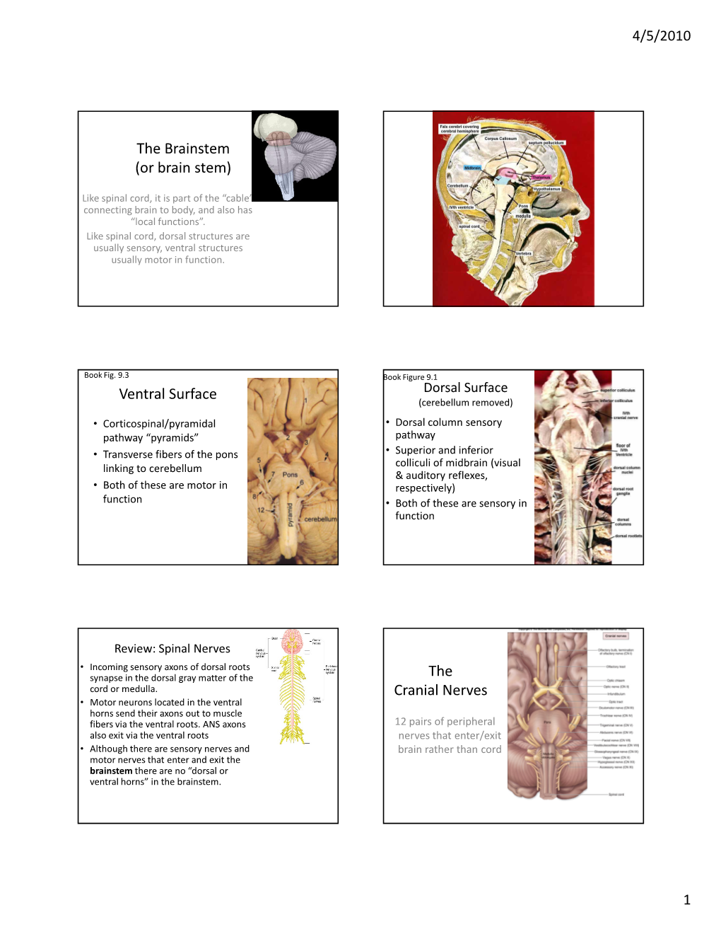 The Brainstem (Or Brain Stem) Ventral Surface the Cranial Nerves