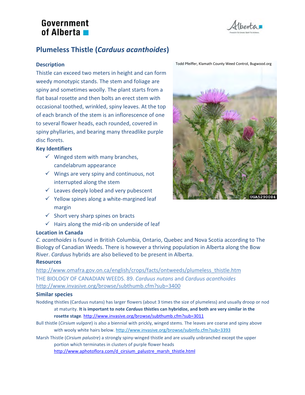 Plumeless Thistle (Carduus Acanthoides)