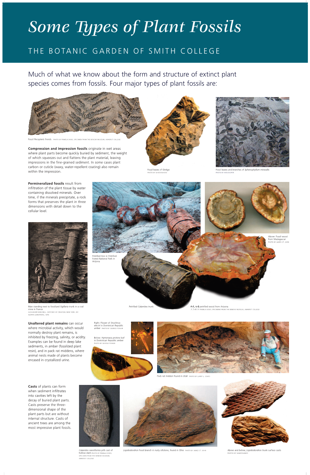 Some Types of Fossils Panel (PDF)