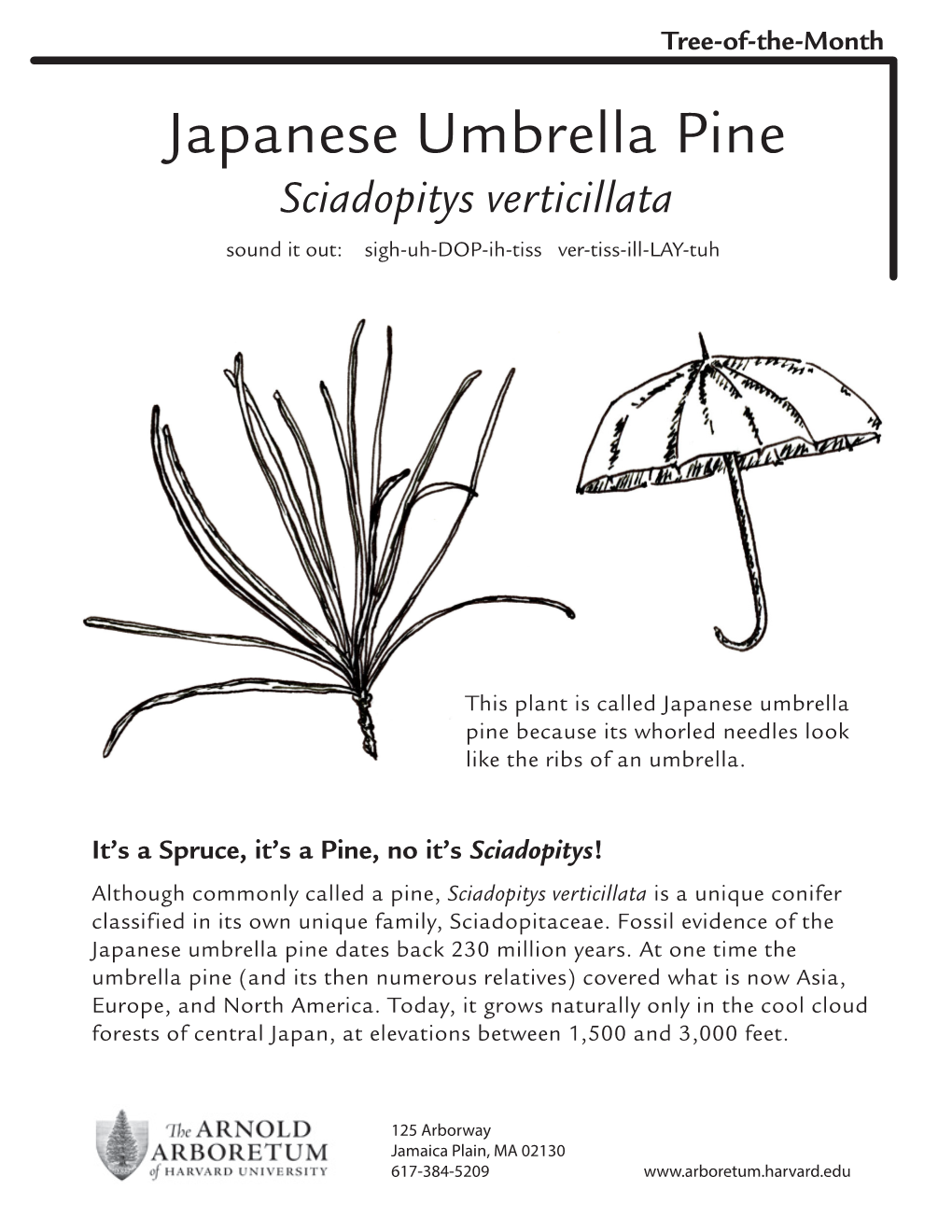 Japanese Umbrella Pine Sciadopitys Verticillata Sound It Out: Sigh-Uh-DOP-Ih-Tiss Ver-Tiss-Ill-LAY-Tuh