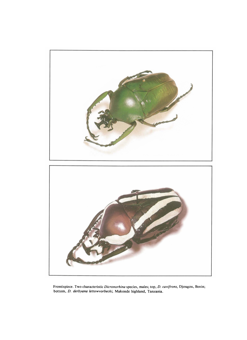 Bottom, D. Derbyana Lettowvorbecki, Makonde Highland, Tanzania