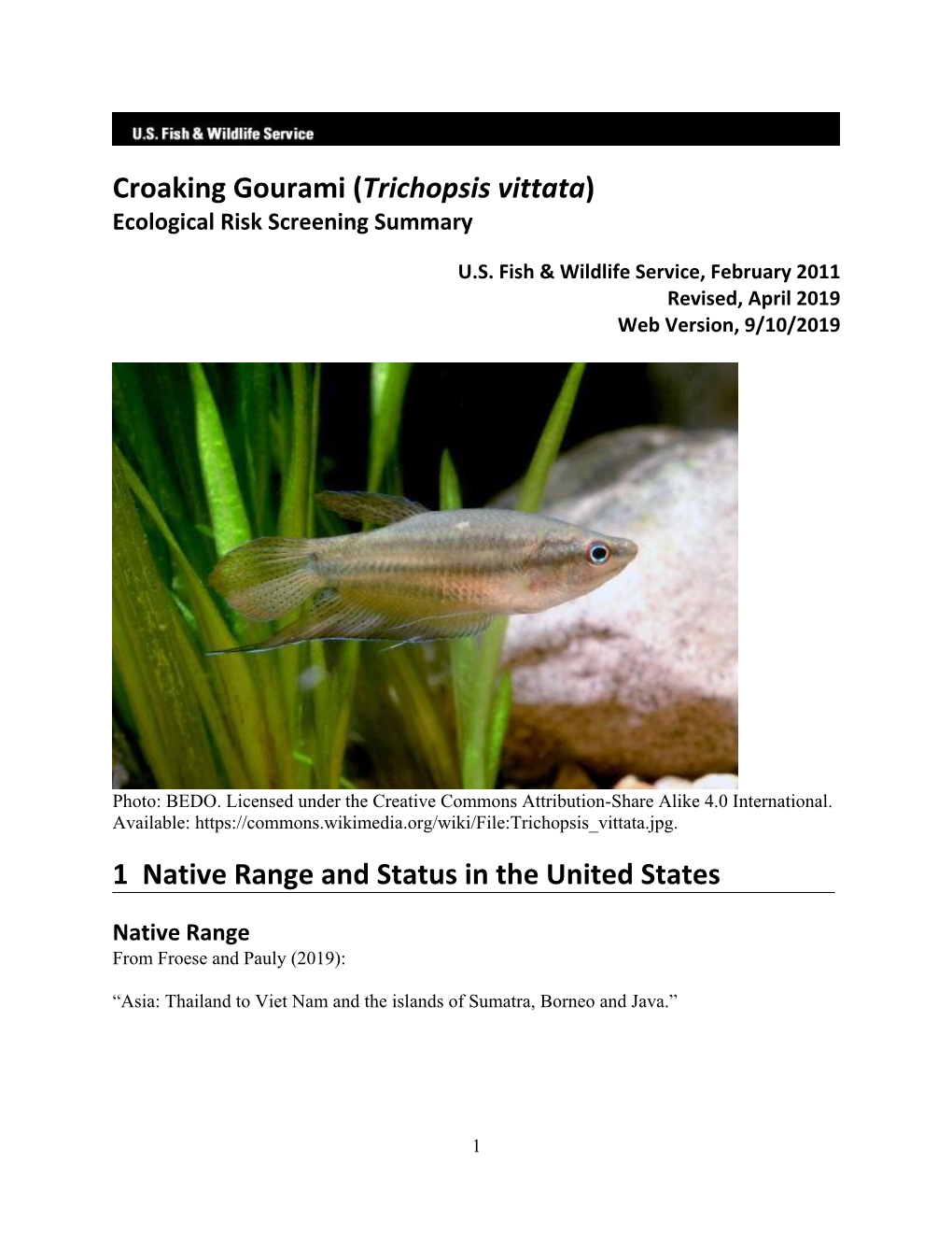 Croaking Gourami (Trichopsis Vittata) ERSS