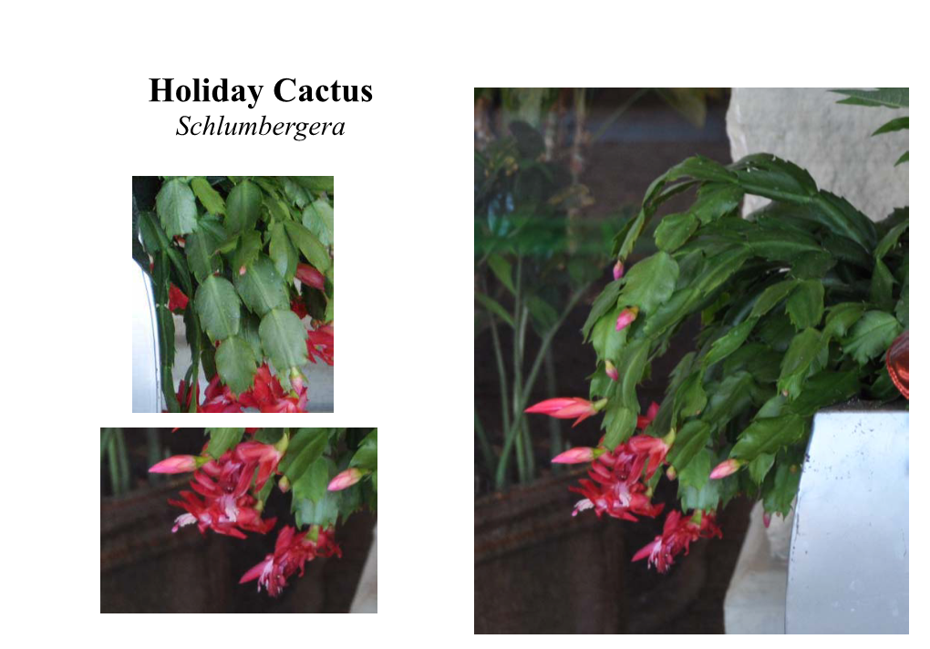 Schlumbergera Holiday Cactus Schlumbergera Family: Cactaceae