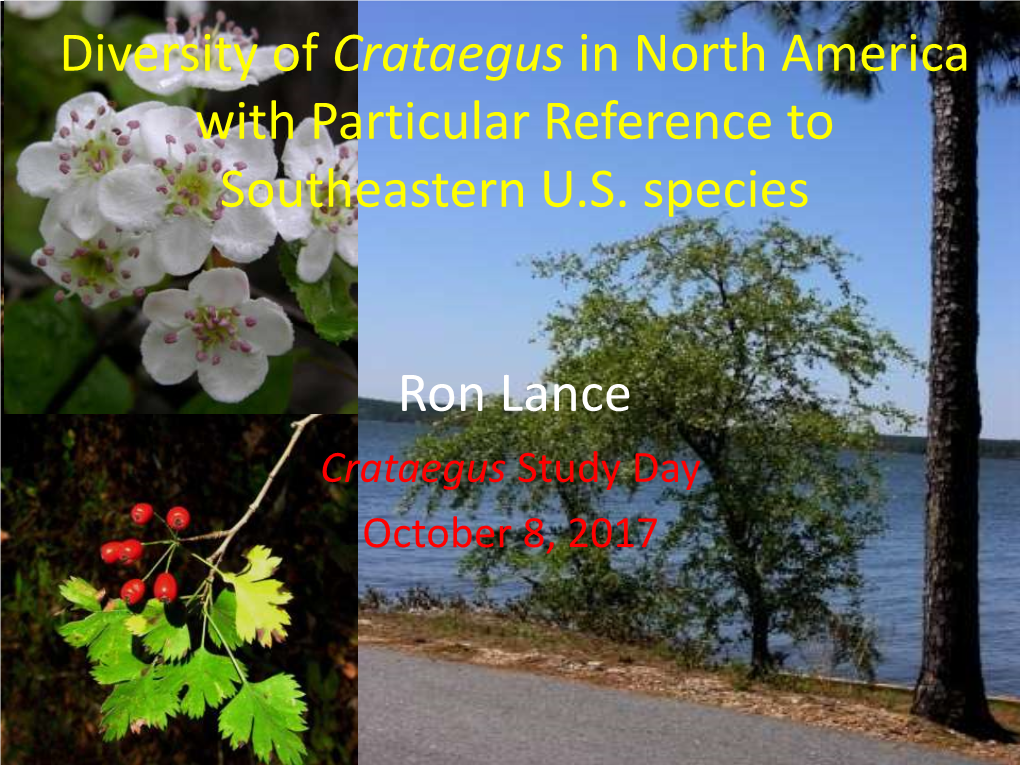 Hawthorn (Crataegus) Taxa in North America, Amid ≈ 1300 Published Names