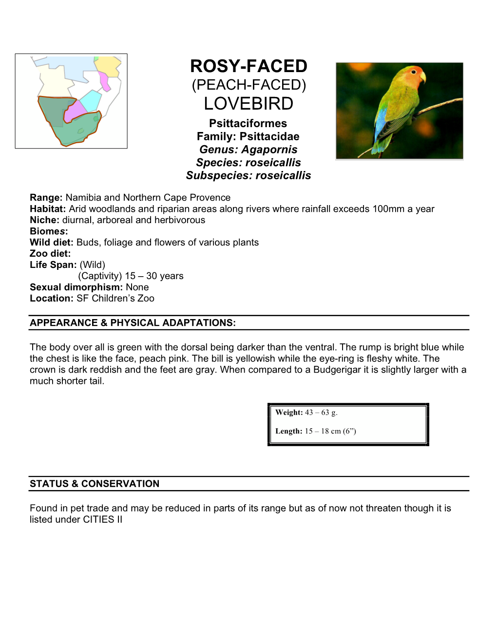 Rosy-Faced Lovebird