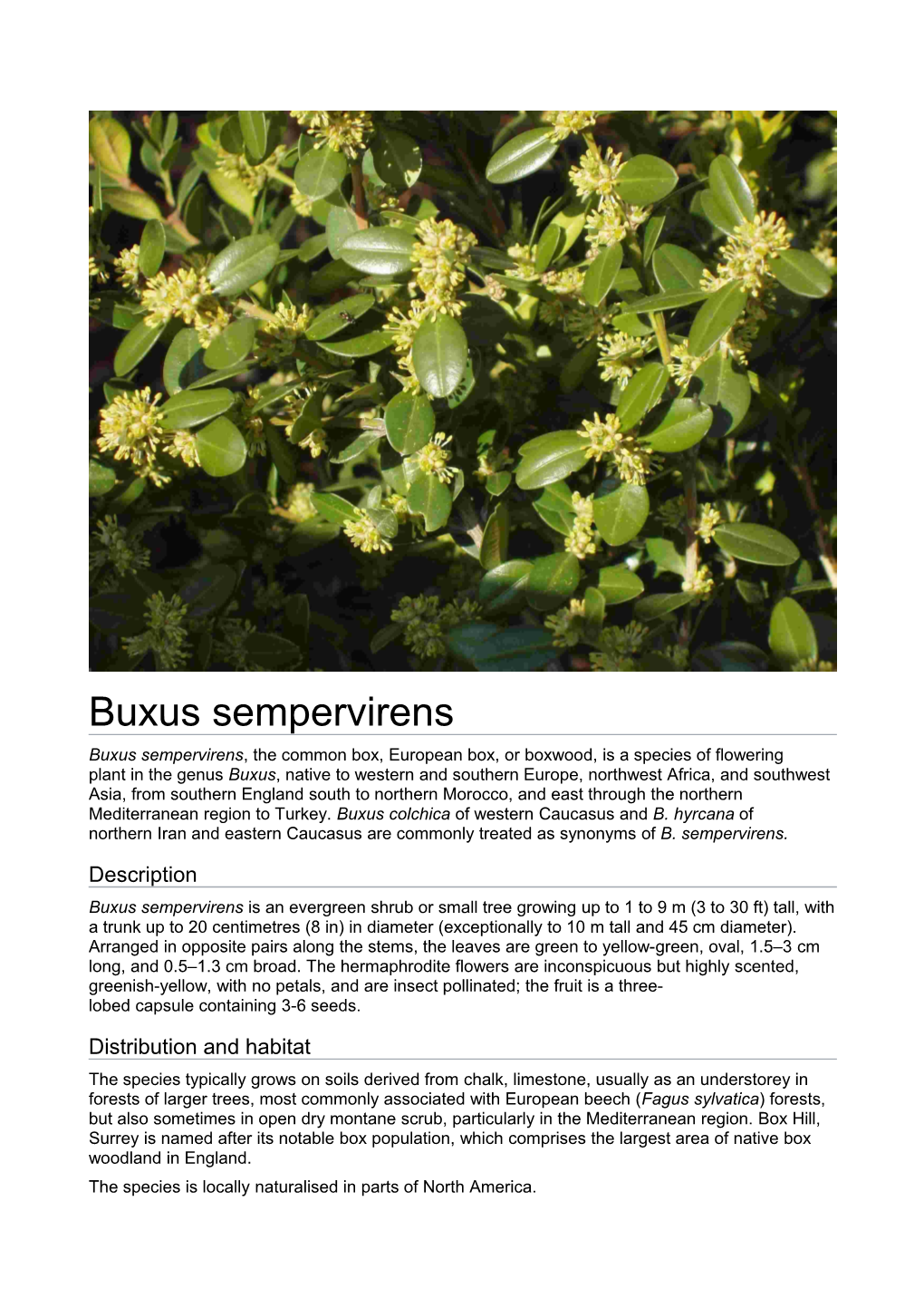Buxus Sempervirens