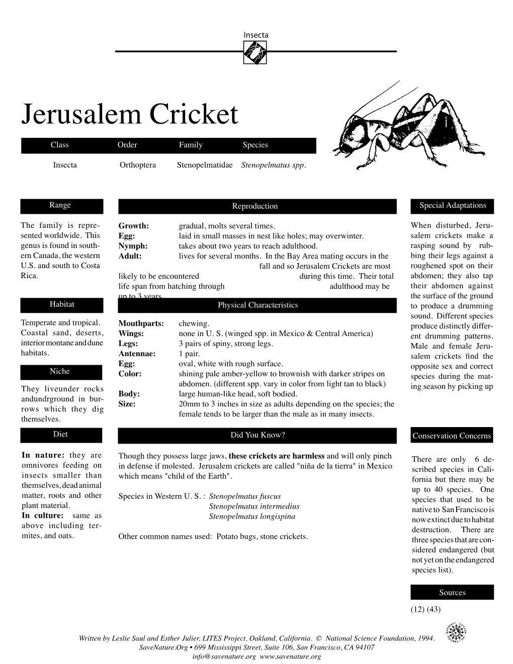 Jerusalem Cricket Class Order Family Species