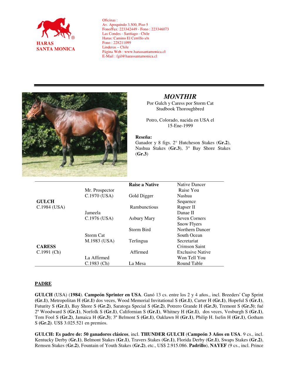 MONTHIR Por Gulch Y Caress Por Storm Cat Studbook Thoroughbred