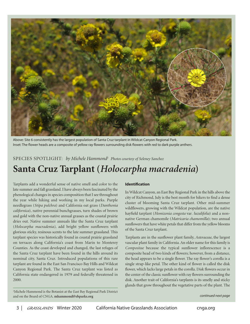 Santa Cruz Tarplant (Holocarpha Macradenia)