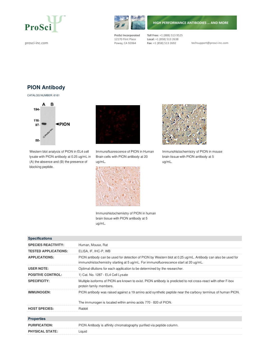 PION Antibody