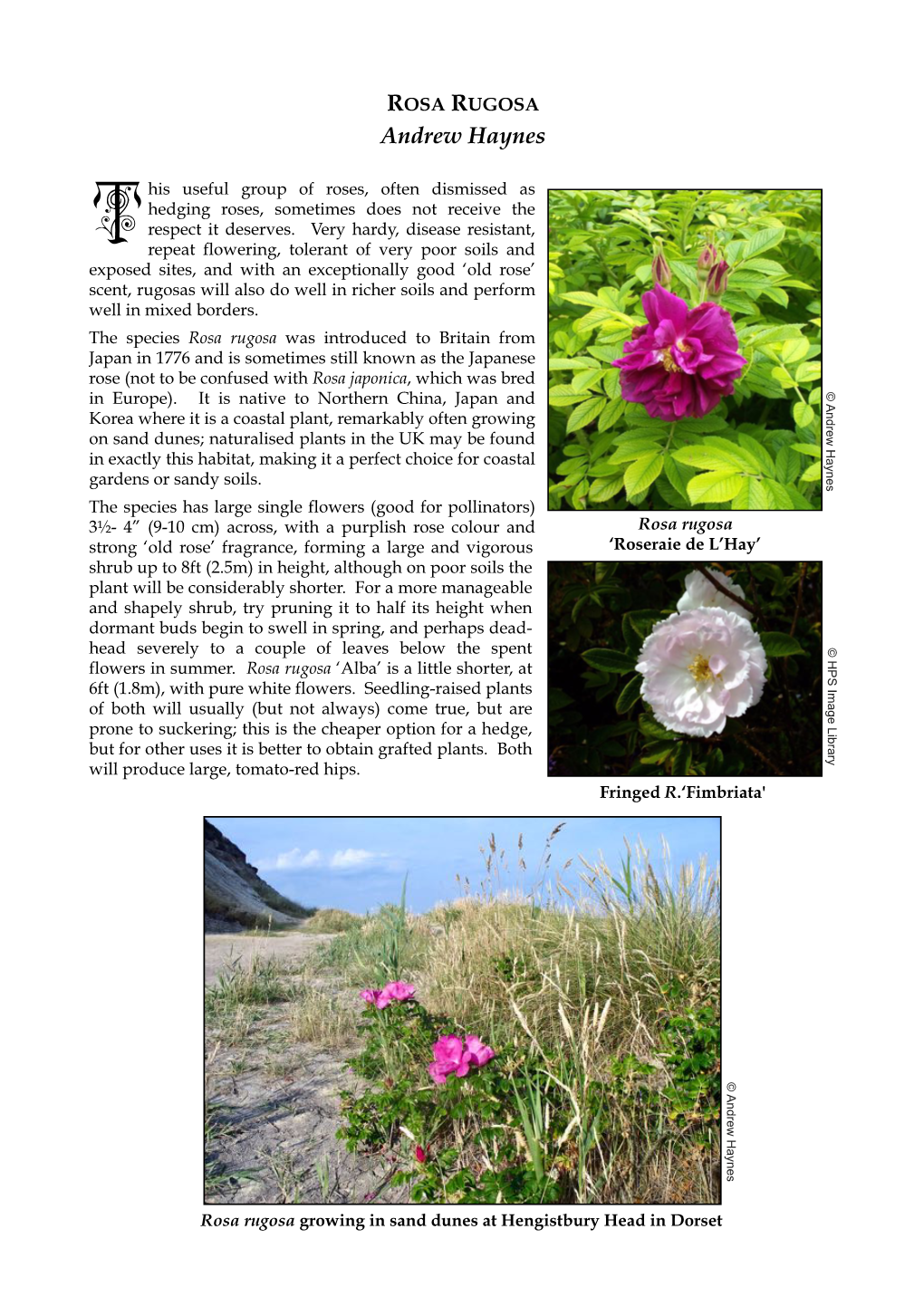 ROSA RUGOSA Andrew Haynes